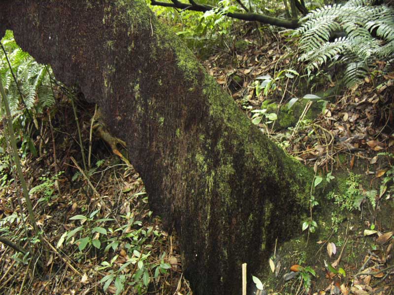 按此在新視窗瀏覽圖片