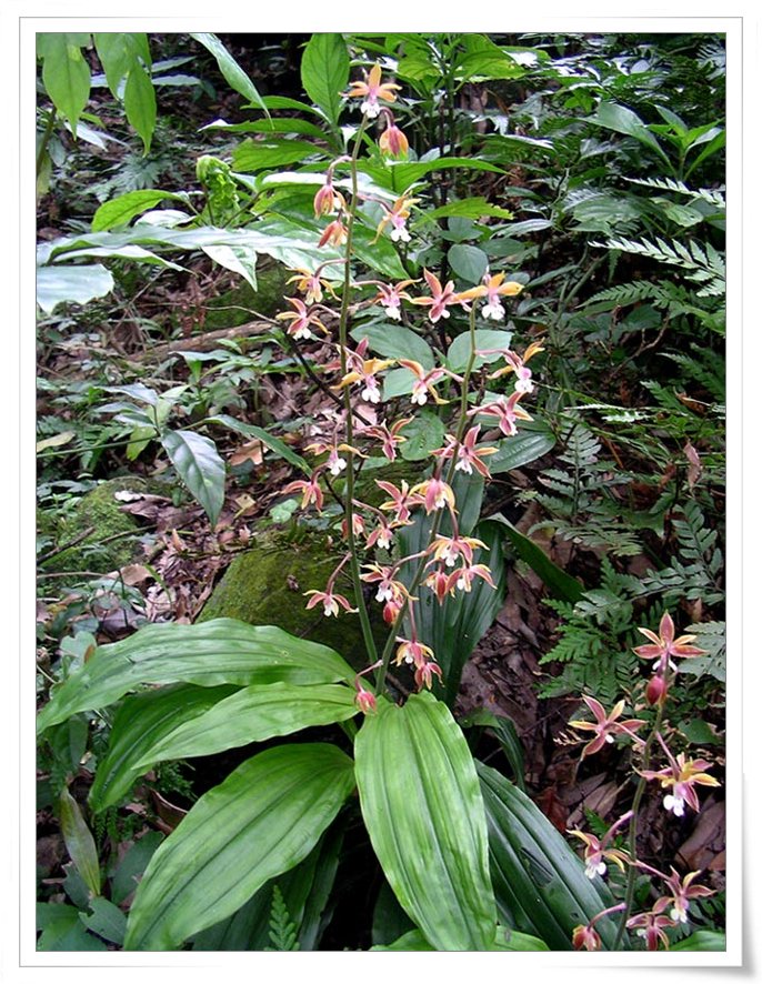 按此在新視窗瀏覽圖片