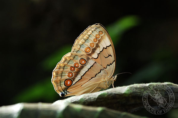 按此在新視窗瀏覽圖片