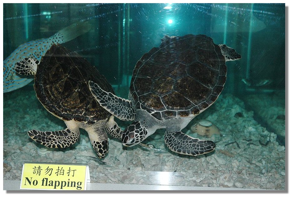 按此在新視窗瀏覽圖片