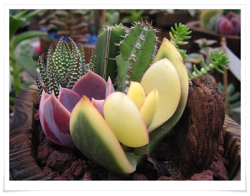 按此在新視窗瀏覽圖片