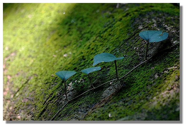 按此在新視窗瀏覽圖片