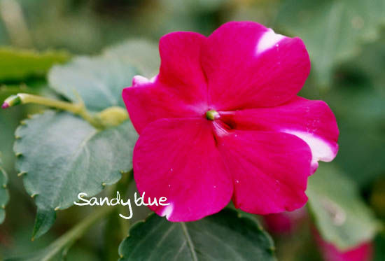 按此在新視窗瀏覽圖片