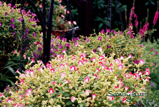 按此在新視窗瀏覽圖片