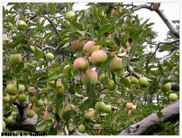 按此在新視窗瀏覽圖片