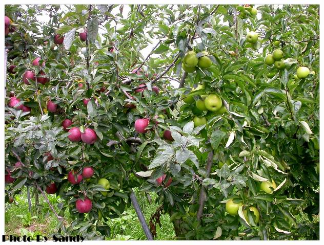 按此在新視窗瀏覽圖片