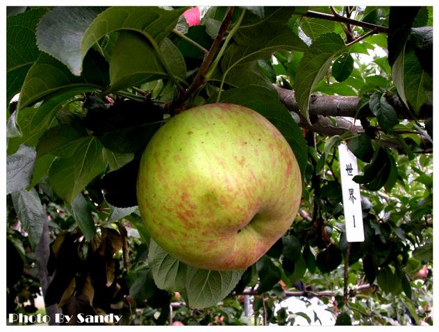 按此在新視窗瀏覽圖片