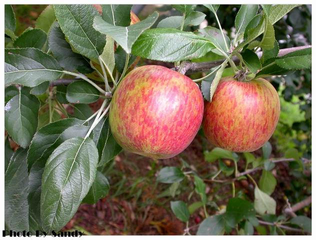 按此在新視窗瀏覽圖片