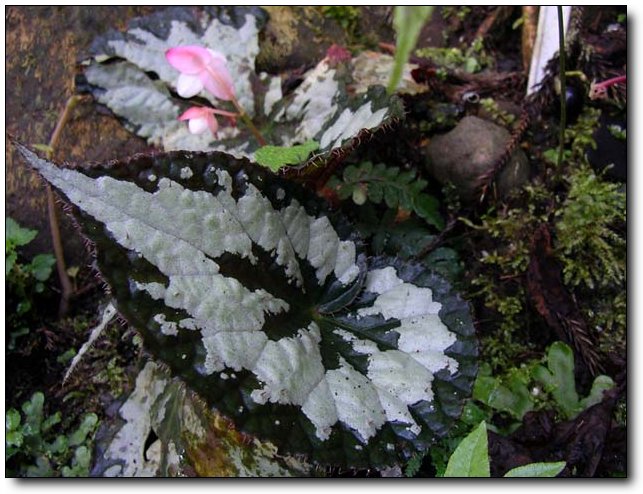 按此在新視窗瀏覽圖片