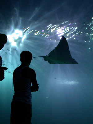 按此在新視窗瀏覽圖片