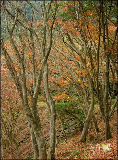 按此在新視窗瀏覽圖片