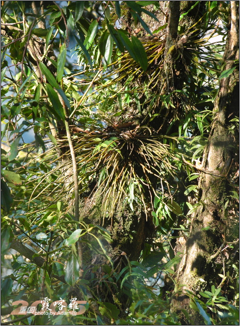 按此在新視窗瀏覽圖片