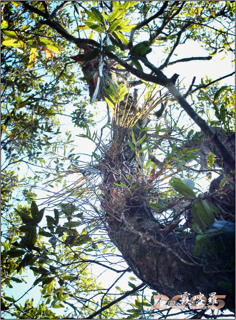 按此在新視窗瀏覽圖片