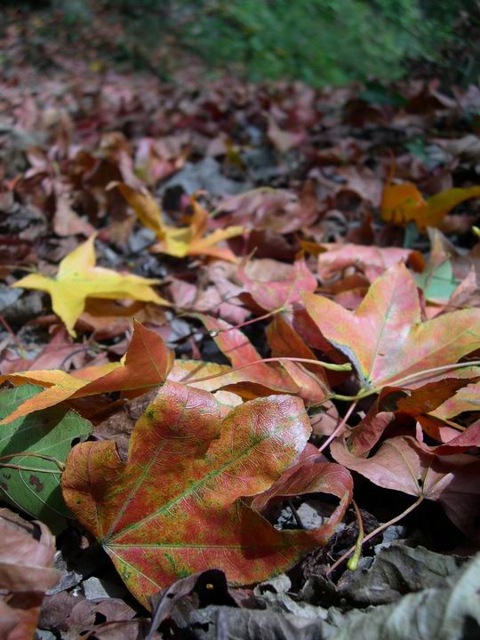 按此在新視窗瀏覽圖片