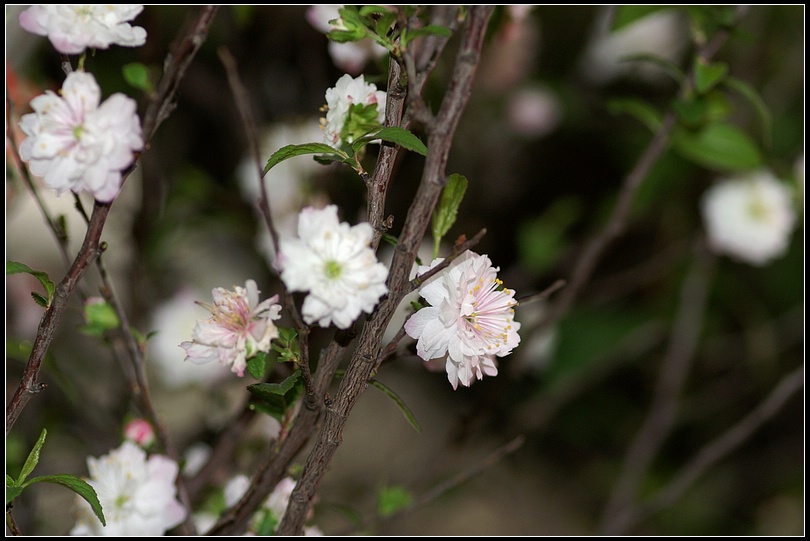 按此在新視窗瀏覽圖片