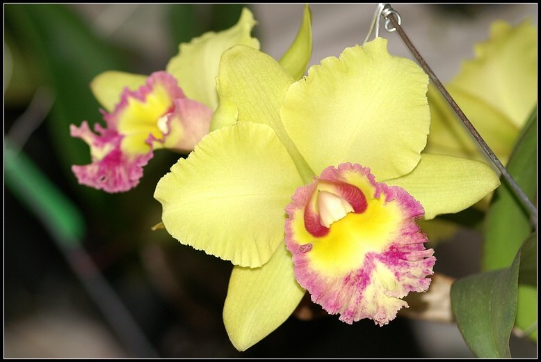 按此在新視窗瀏覽圖片