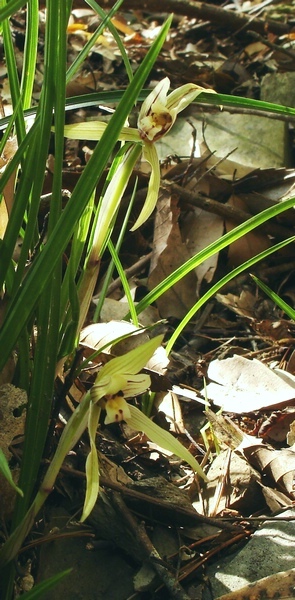 按此在新視窗瀏覽圖片