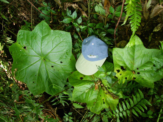 按此在新視窗瀏覽圖片