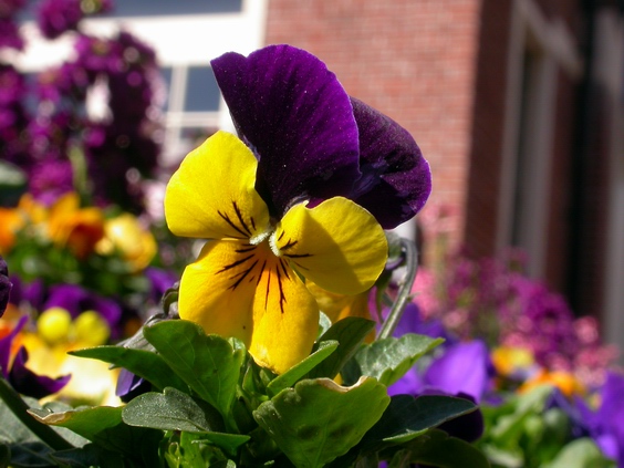 按此在新視窗瀏覽圖片