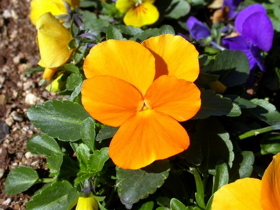 按此在新視窗瀏覽圖片