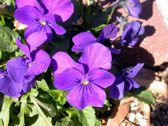 按此在新視窗瀏覽圖片