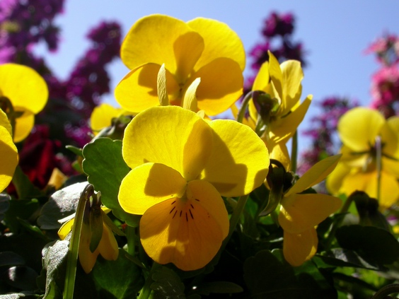 按此在新視窗瀏覽圖片