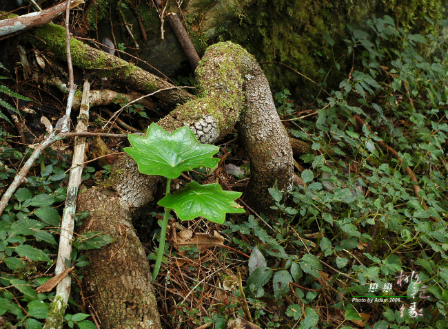 按此在新視窗瀏覽圖片