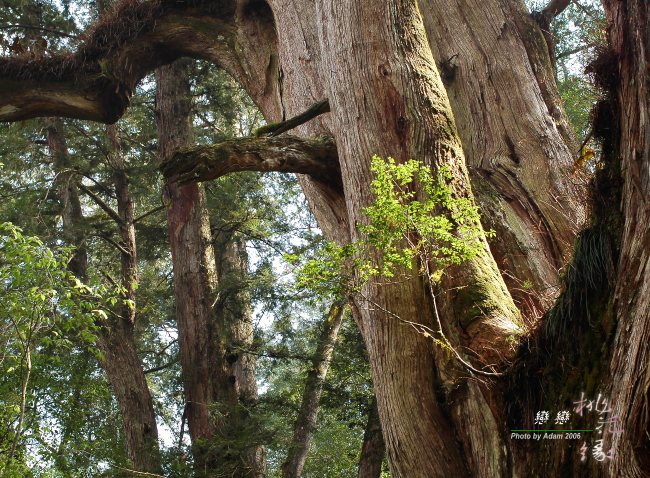 按此在新視窗瀏覽圖片
