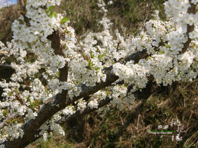 按此在新視窗瀏覽圖片