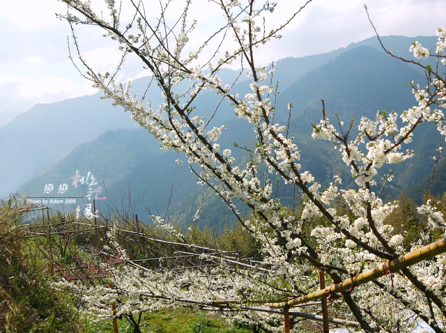 按此在新視窗瀏覽圖片