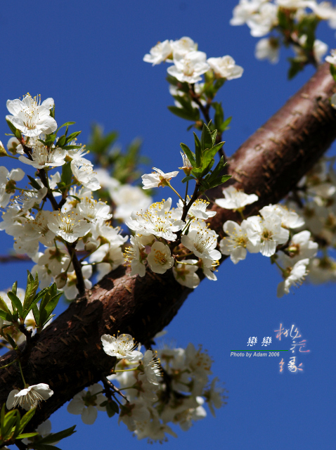 按此在新視窗瀏覽圖片