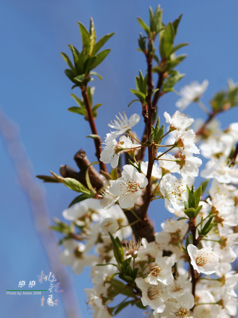 按此在新視窗瀏覽圖片