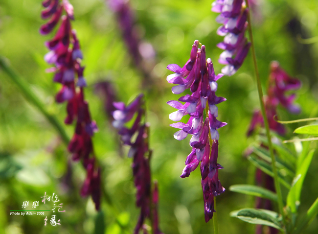 按此在新視窗瀏覽圖片