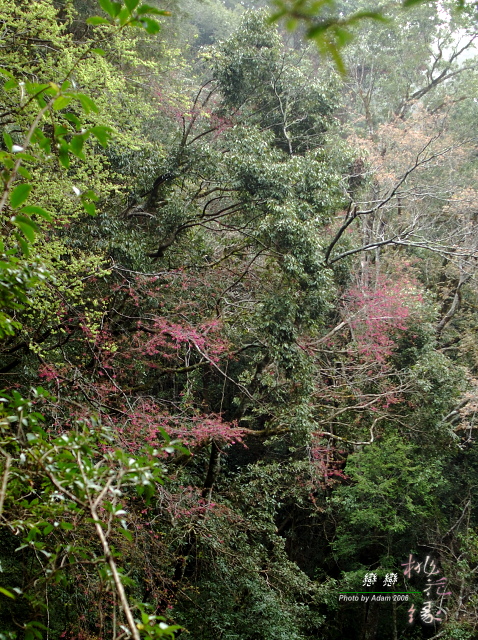 按此在新視窗瀏覽圖片