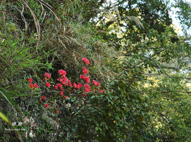 按此在新視窗瀏覽圖片