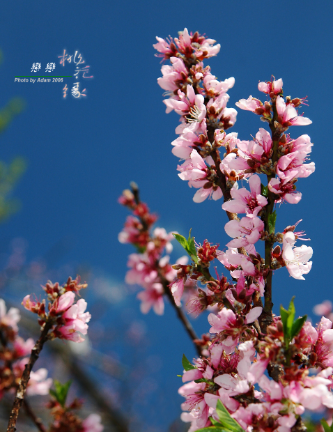 按此在新視窗瀏覽圖片