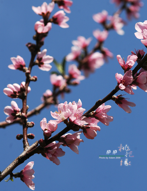 按此在新視窗瀏覽圖片