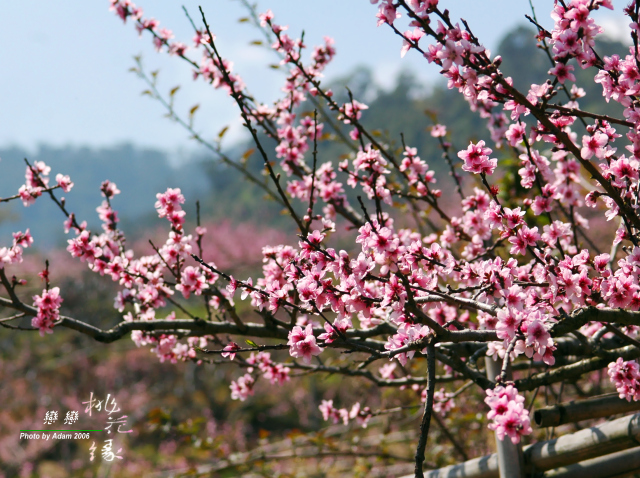 按此在新視窗瀏覽圖片