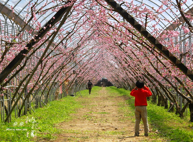 按此在新視窗瀏覽圖片