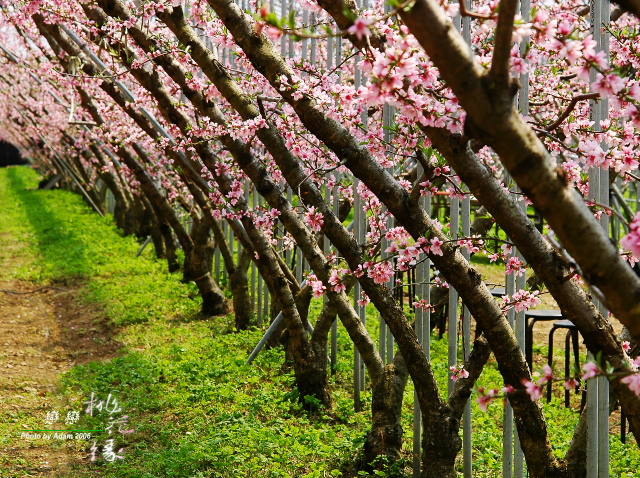 按此在新視窗瀏覽圖片