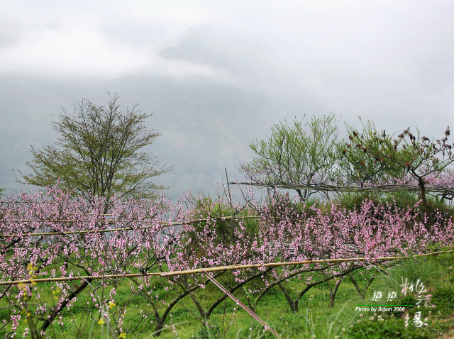 按此在新視窗瀏覽圖片