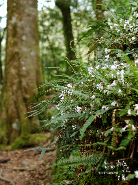 按此在新視窗瀏覽圖片