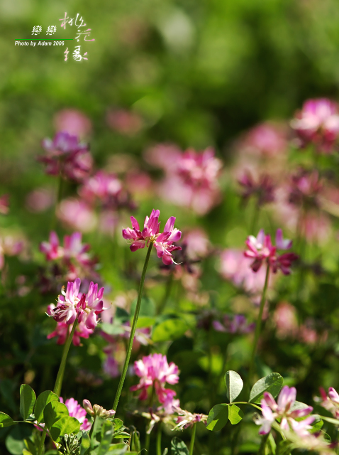 按此在新視窗瀏覽圖片