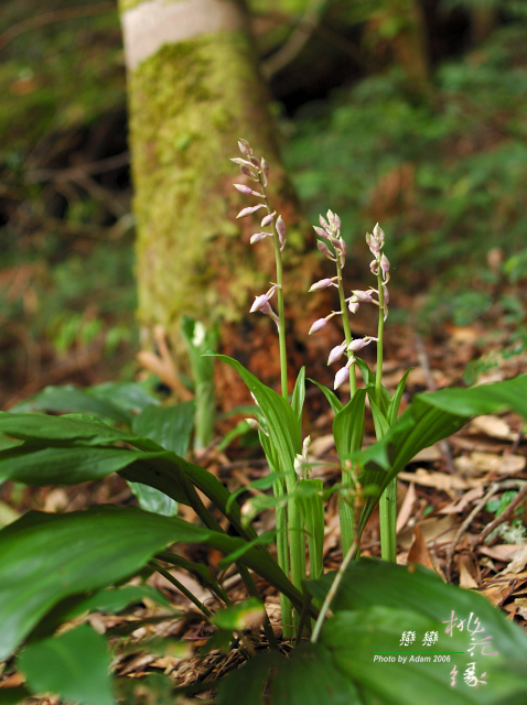 按此在新視窗瀏覽圖片