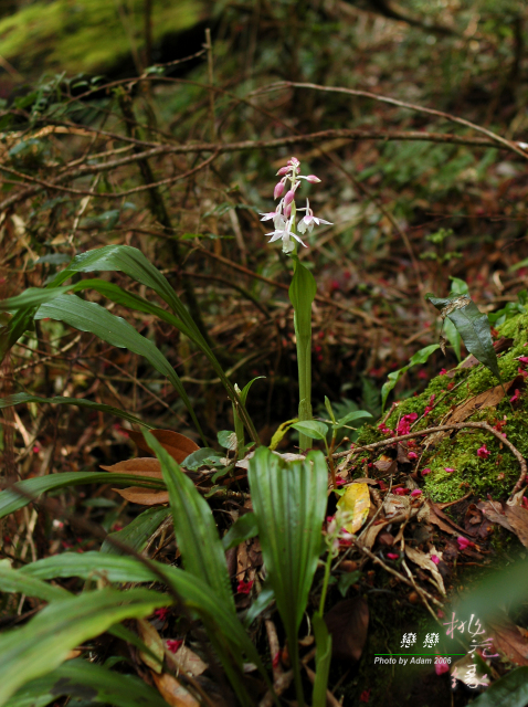 按此在新視窗瀏覽圖片