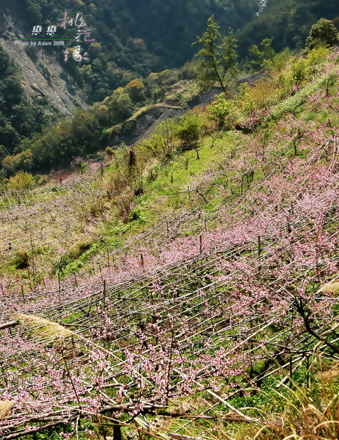 按此在新視窗瀏覽圖片