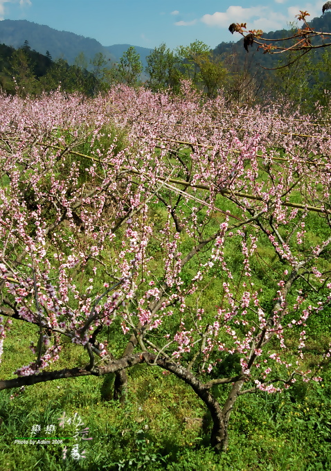 按此在新視窗瀏覽圖片