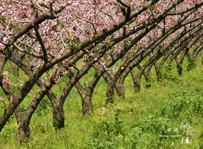 按此在新視窗瀏覽圖片