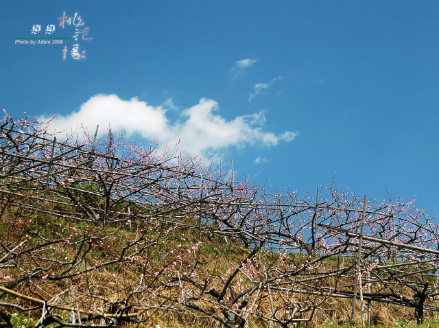 按此在新視窗瀏覽圖片