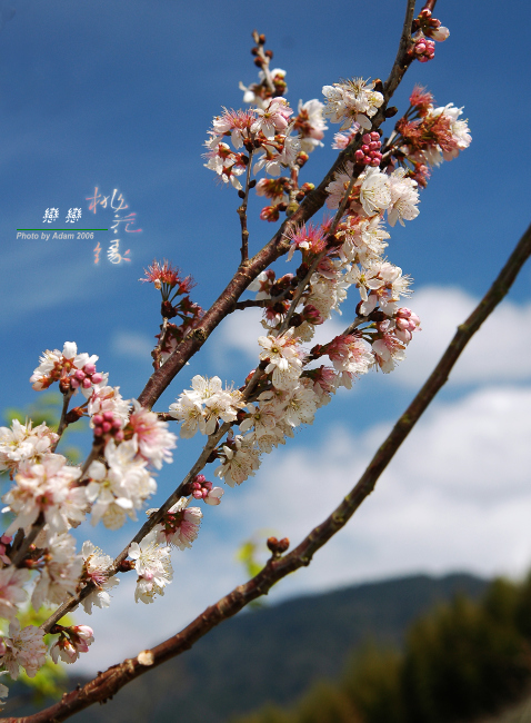 按此在新視窗瀏覽圖片